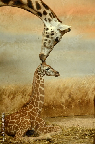 Mother-giraffe and baby-giraffe #75212882
