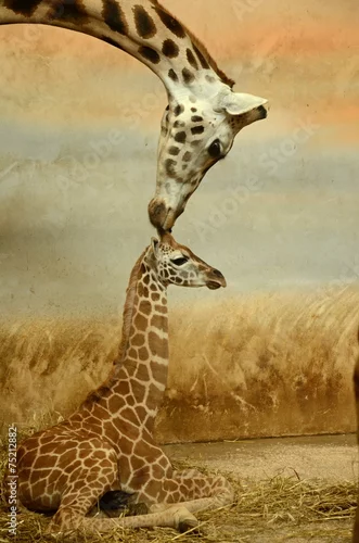 Fototapeta samoprzylepna Mother-giraffe and baby-giraffe