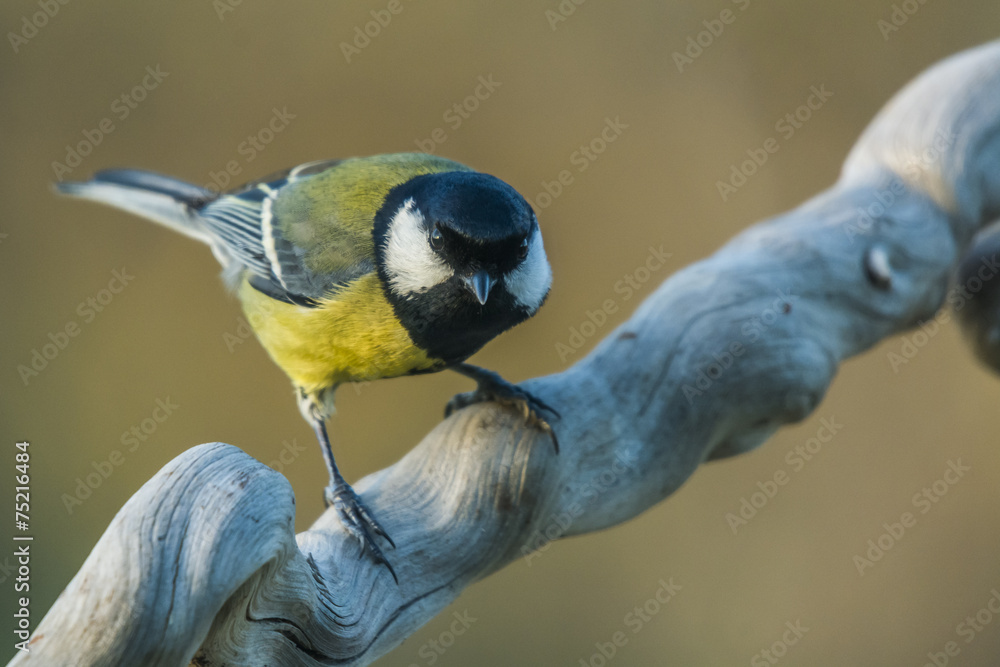 Parus major Stock Photo | Adobe Stock