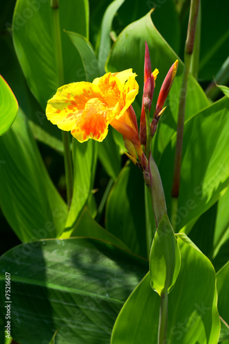 Canna glauca, CANNACEAE, Central-South America