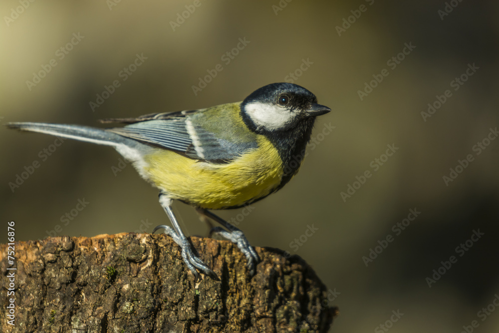 Fototapeta premium Parus major