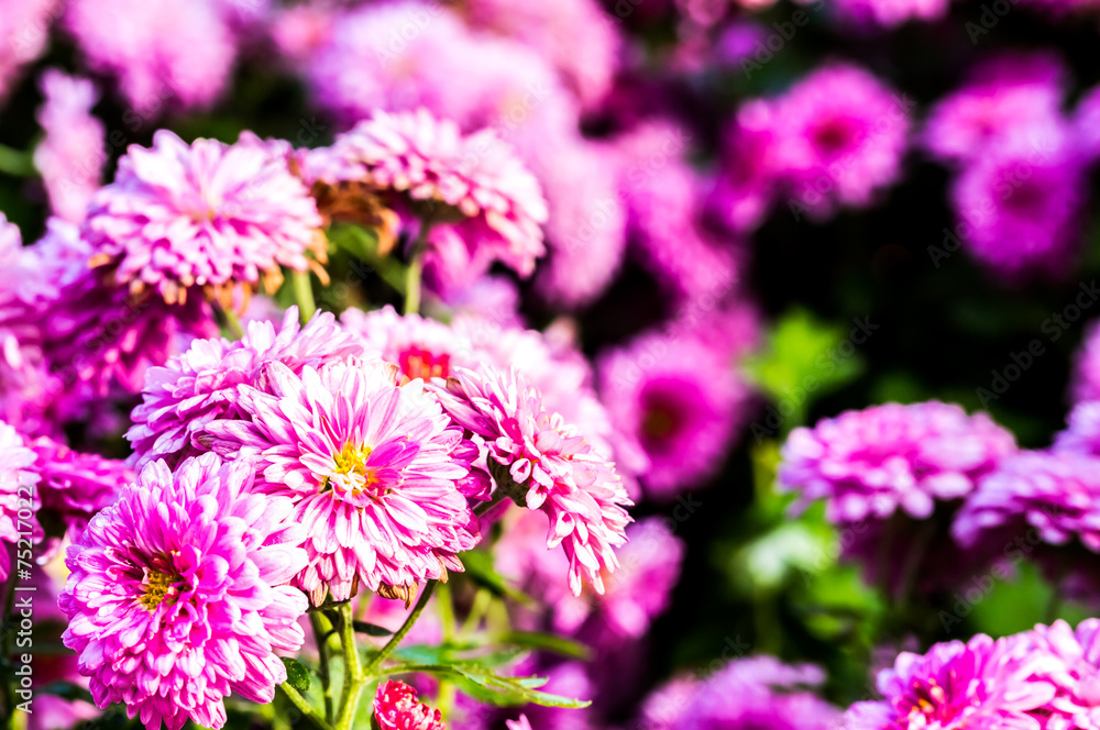 pink flower in chiangmai province thailand. pink flower in chiangmai province thailand.