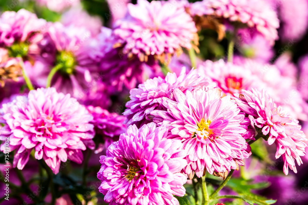 pink flower in chiangmai province thailand. pink flower in chiangmai province thailand.