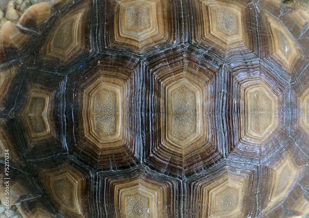 Obraz premium Zbliżenie skorupy żółwia.