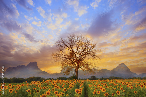 beautiful landscape of  tree branch and sun flowers field photo
