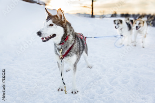 Husky dog ready for sledding in the cold winter