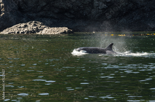 branco di orche tra le isole di Vancouver photo