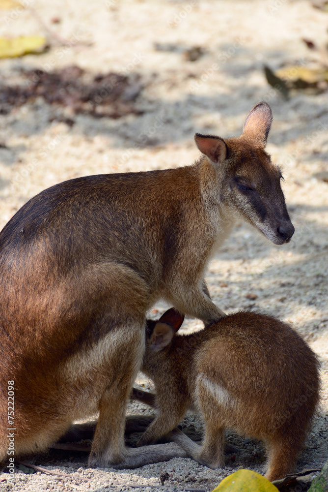 Kangaroo with a baby