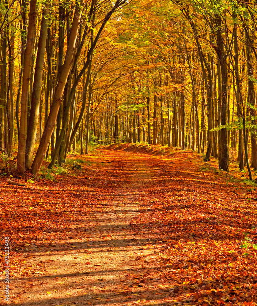 Obraz premium Pathway through the autumn forest