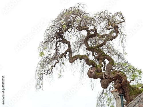 Fotografía Twisted tree isolated on white background