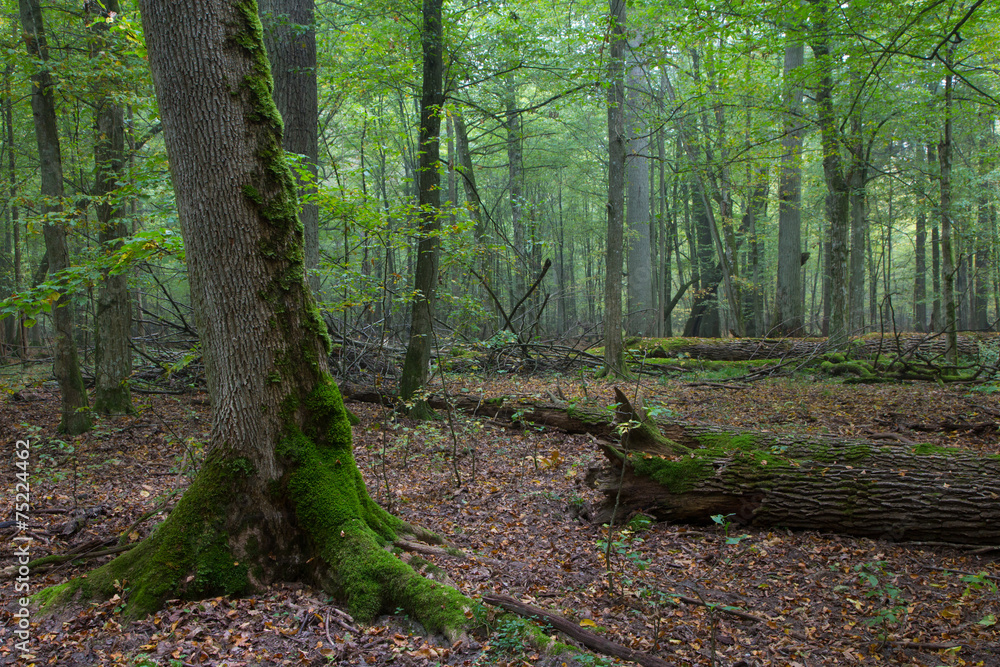 Old oaks in autumnal misty forest