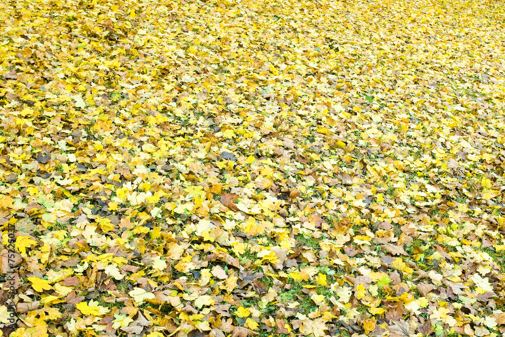 Autumn Leaves Autumn Leaves