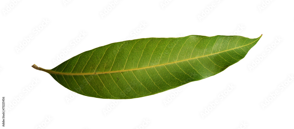 Obraz premium mango leaves isolated