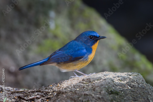 Male of Lovely Hill Blue Flycatcher
