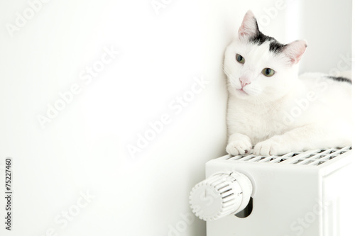 Bild auf Leinwand Katze auf der heizung