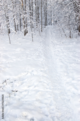 Winter landscape path