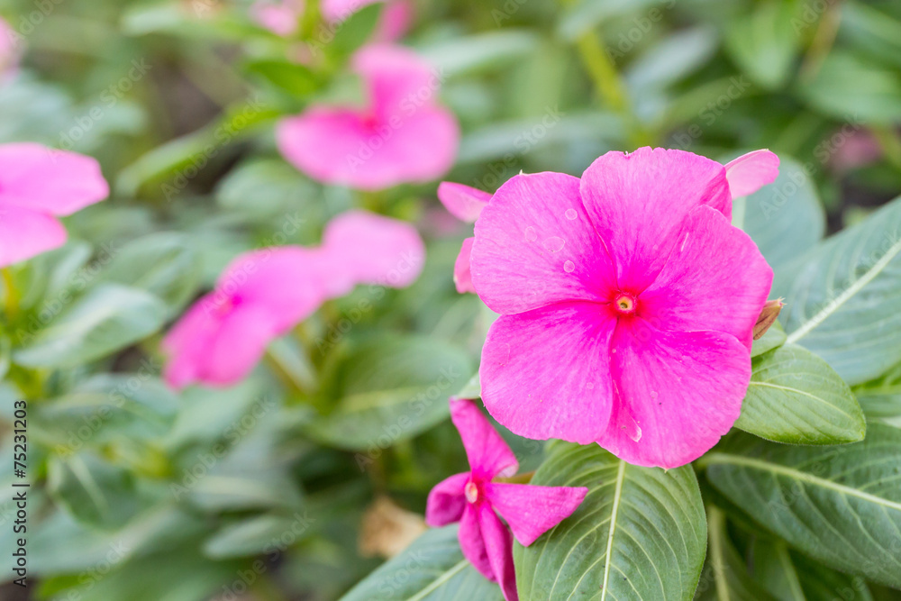 Fototapeta premium beautiful pink vinca flowers(madagascar periwinkle) in garden