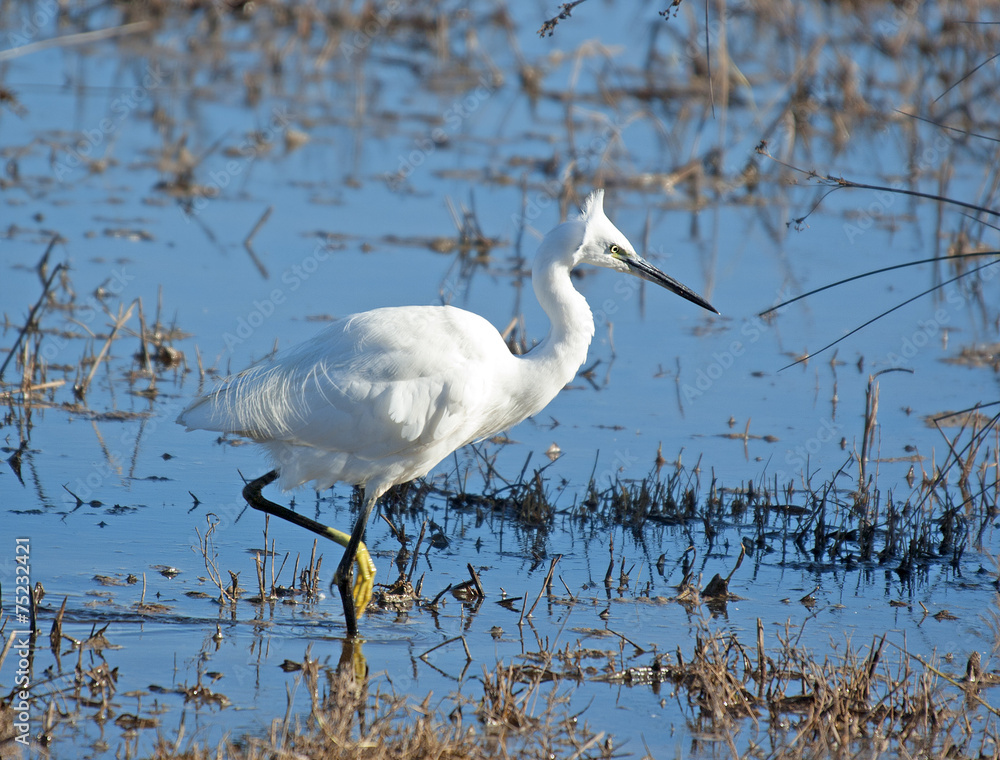 Obraz premium White bird, Little Egret (Egretta garzetta)