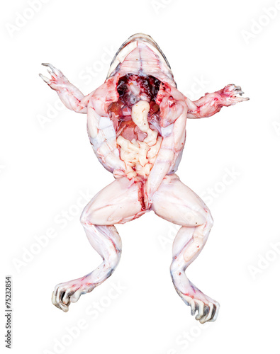 Принти на полотні Frog entrails isolated on white