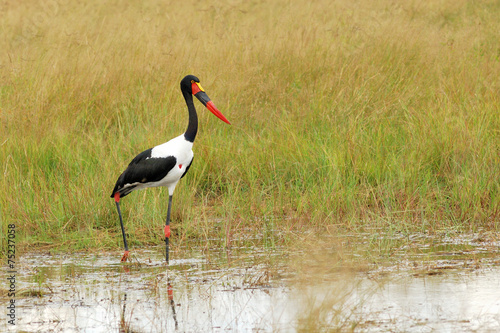 Saddle-billed stork in the water