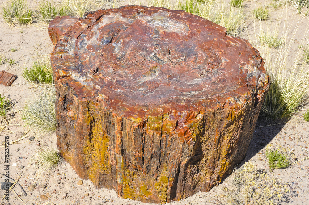 Petrified log at Petrified Forest National Park, Arizona - obrazy, fototapety, plakaty 