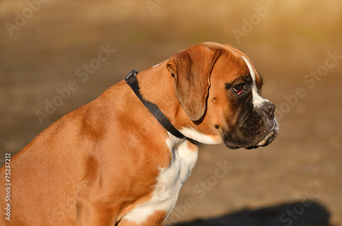 Boxer dog portrait © SasaStock