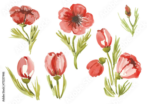 Fototapeta Naklejka Na Ścianę i Meble -  watercolor poppies in different styles