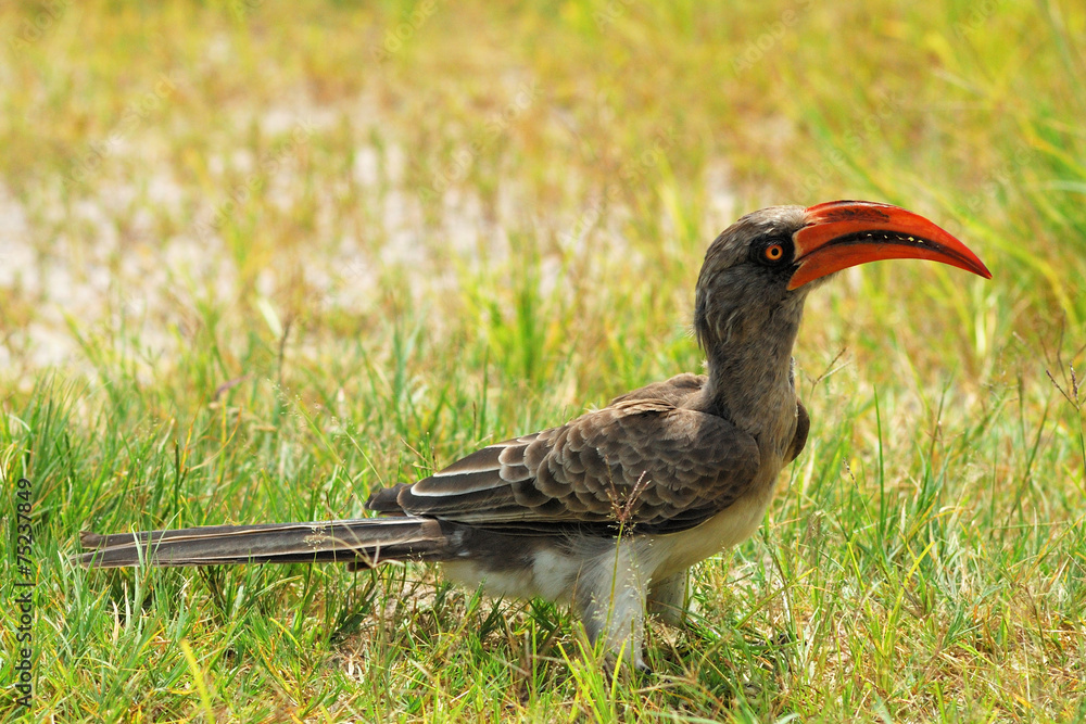 Fototapeta premium Bradfield's hornbill in the grass