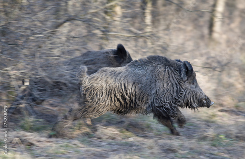 Photography Wild boars running away