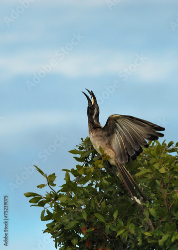 Grey-billed hornbill courtship photo