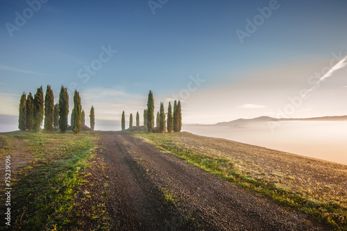 Tuscan cypress trees on the fields in a fantastic light of the r