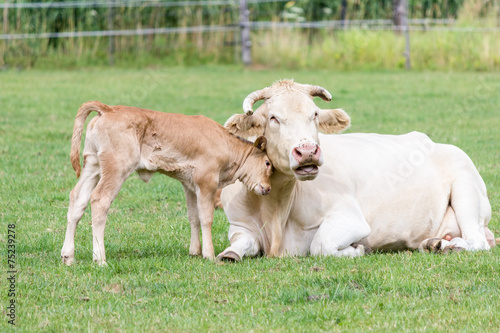 Wallpaper Mural Bull calf hugging mother cow in green meadow Torontodigital.ca