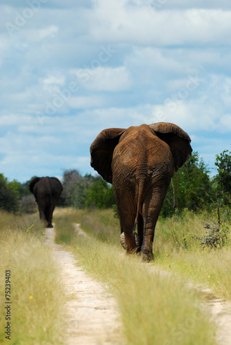 Two elephants walking on the road