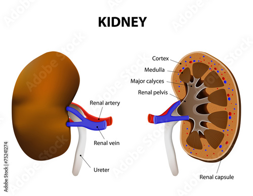 Anatomy Of Kidney