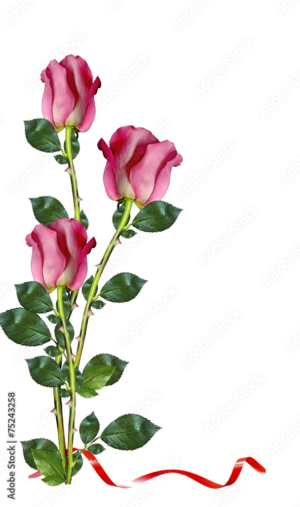 Obraz premium Red roses on white background