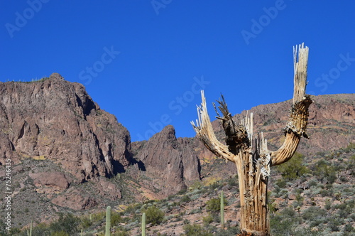 Dead Saguaro Mountain