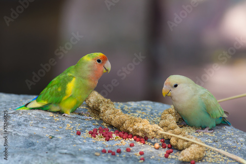 Two parakeet eating millet on rock