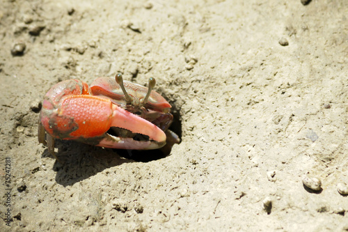 A Red Fiddler Crab