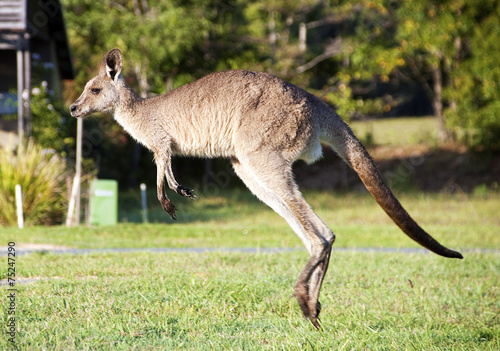 Kangaroo in the suburbs