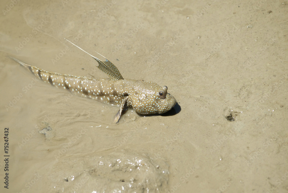 Portrait of a Blue Spotted Mud Skipper
