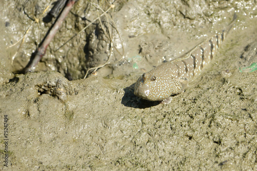 Portrait of a Blue Spotted Mud Skipper photo