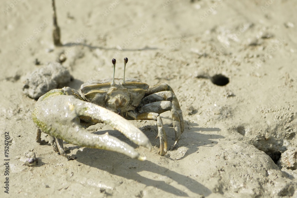 A Brown Fiddler Crab A Brown Fiddler Crab
