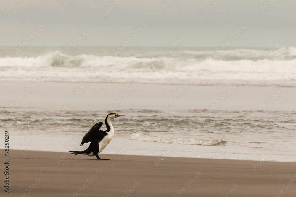 cormorant drying its wings on sandy beach cormorant drying its wings on sandy beach