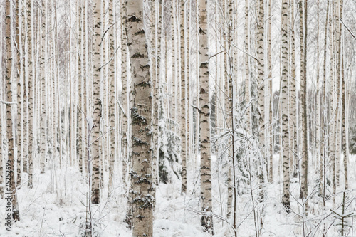 Close-up of a birch wood in winter in Finland