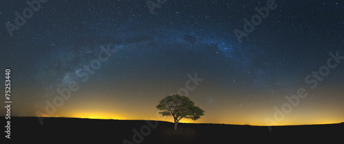 Star scape with lone tree brown grass and Milky Way and soft lig