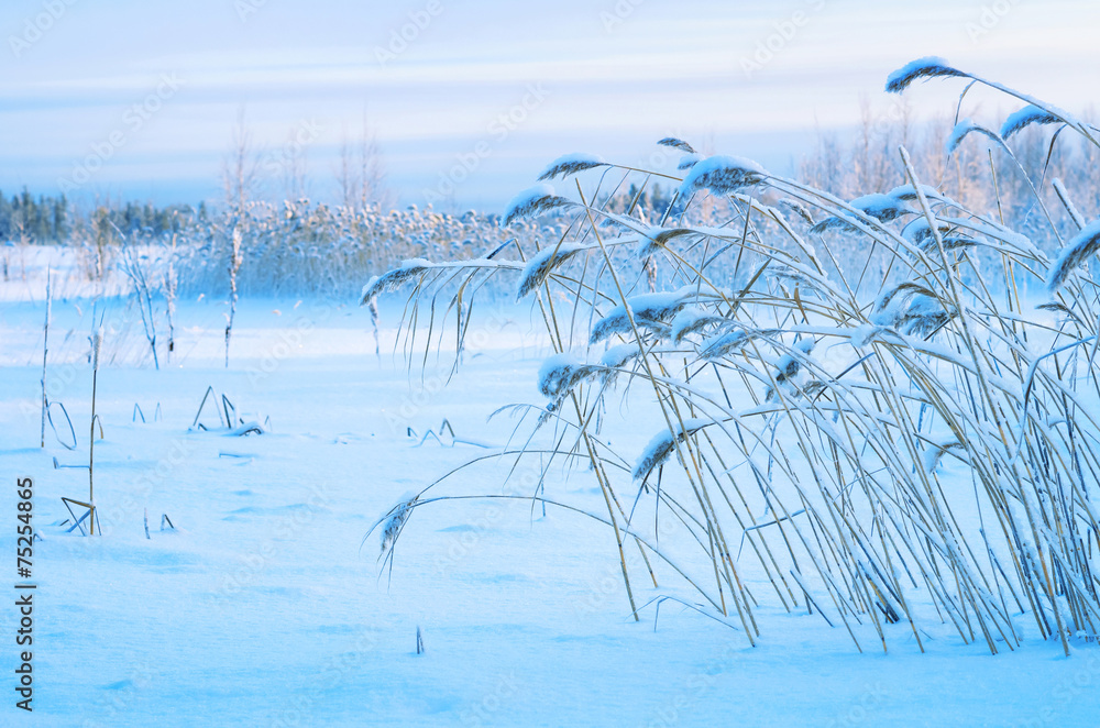 Winter landscape with snow-covered reed Winter landscape with snow-covered reed