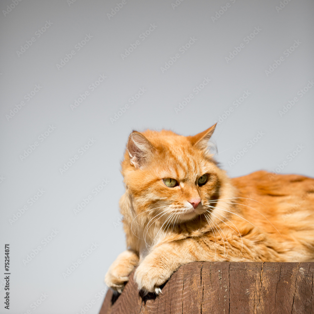 Obraz premium Beautiful red cat