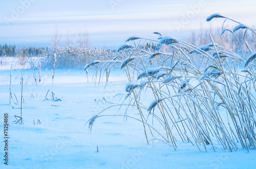 Winter landscape with snow-covered reed