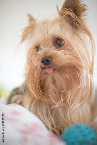 Yorkshire terrier