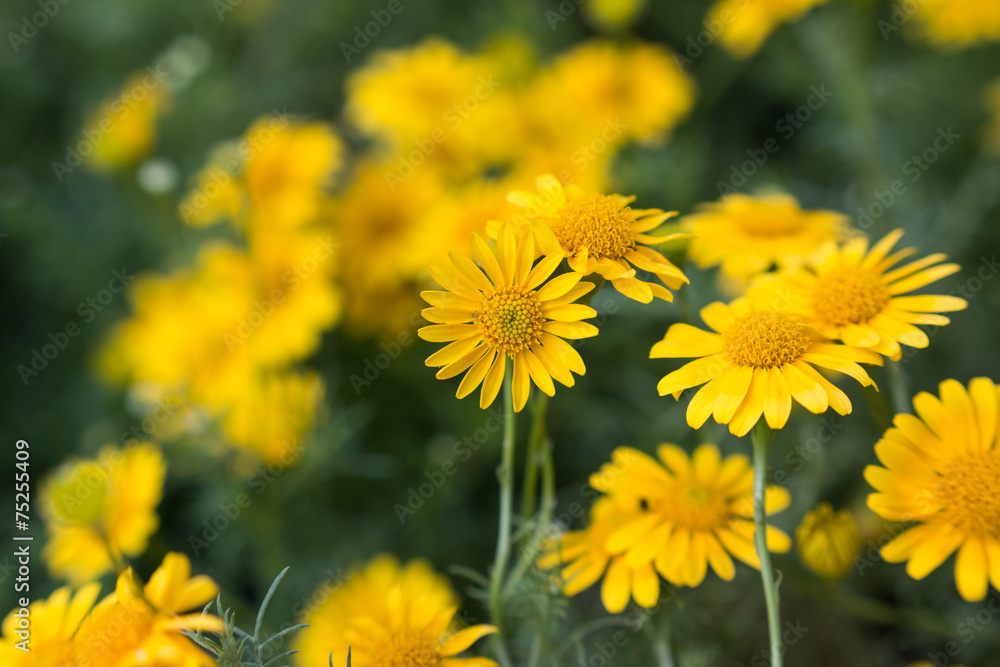 Spring background with beautiful yellow flowers Spring background with beautiful yellow flowers